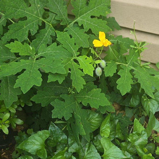 Photo of the plant species Celandine Poppy by @LuxuryZinnia37 named Maya on Greg, the plant care app