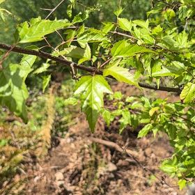 Photo of the plant species Red Maple 'Autumn Flame' by @HipDamascisa61 named Homer on Greg, the plant care app