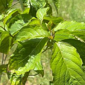 Plant care for Flowering Dogwood on Greg, the plant care app
