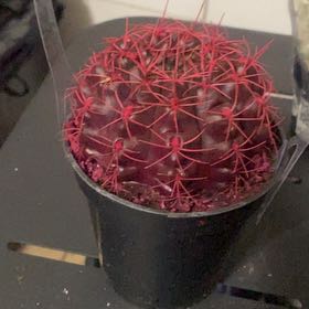 Photo of the plant species Fire Barrel Cactus by @BigDecodon90 named Doja Cat on Greg, the plant care app