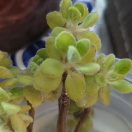 Photo of the plant species Vicks Plant by @BusyLittlequeen named Vicks Plant on Greg, the plant care app