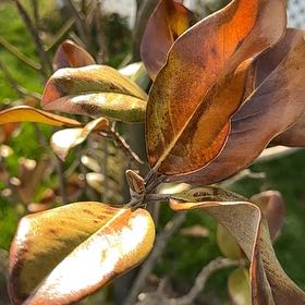 Photo of the plant species Teddy Bear Magnolia by @LordAsarina2 named Hemingway on Greg, the plant care app