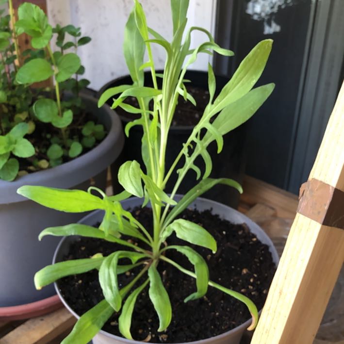 Photo of the plant species Black Magic Bachelor's Button by @apeacebone named Bernie on Greg, the plant care app