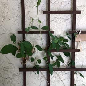 Photo of the plant species Orange Honeysuckle by @apeacebone named Lonnie on Greg, the plant care app