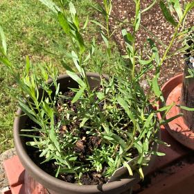 Photo of the plant species Tarragon by @apeacebone named Sproutacus on Greg, the plant care app