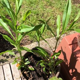 Photo of the plant species Douglas Aster by @apeacebone named Doug on Greg, the plant care app
