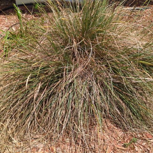 Photo of the plant species Eastern Gamagrass by @IdolTawa9 named Hemingway on Greg, the plant care app