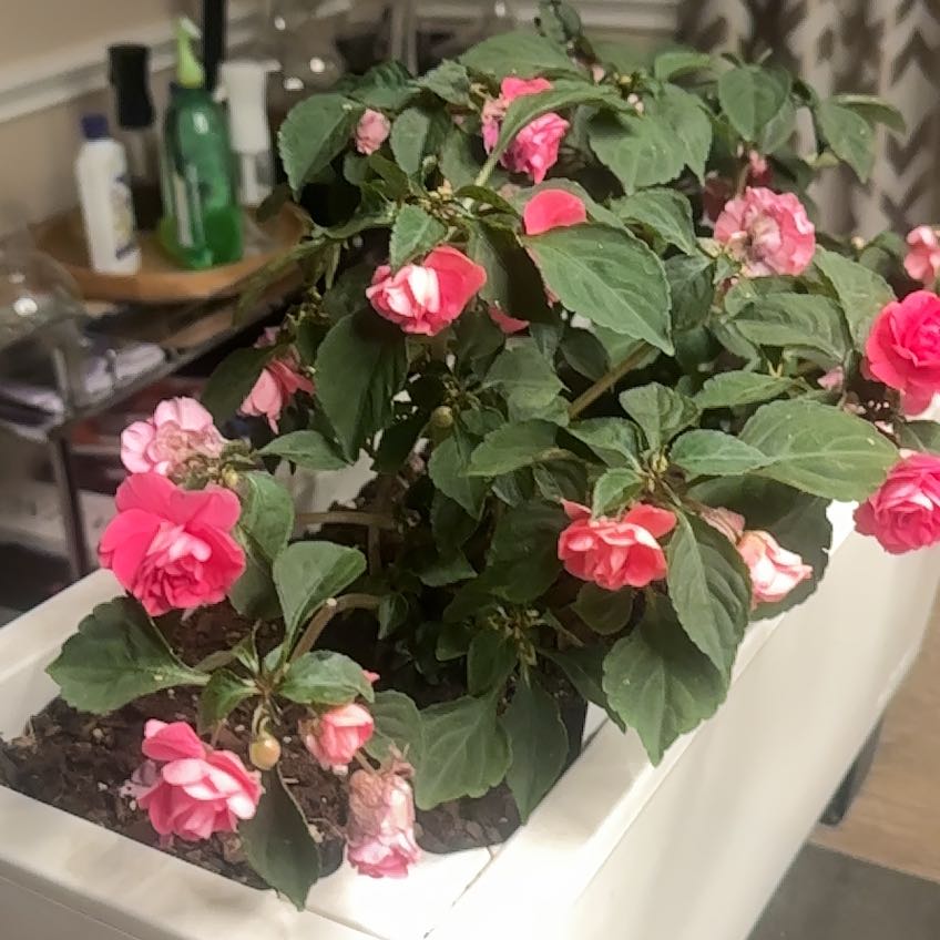 Photo of the plant species Double Impatiens by @HotBingcherry88 named Diana on Greg, the plant care app