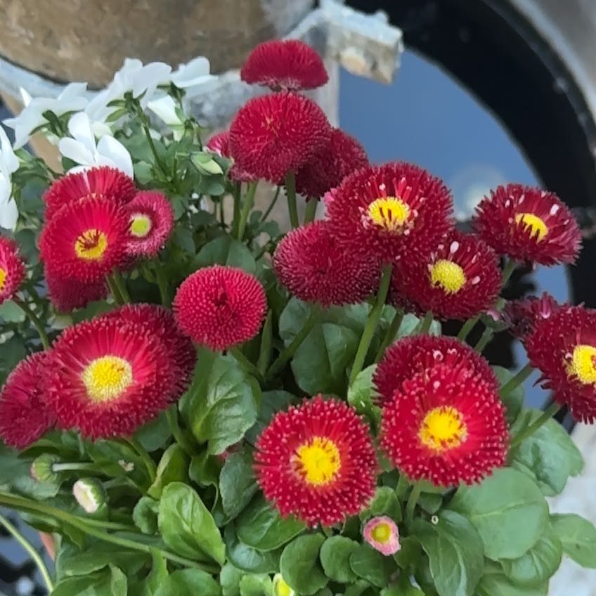 Photo of the plant species Daisy by @HotBingcherry88 named Sanders on Greg, the plant care app