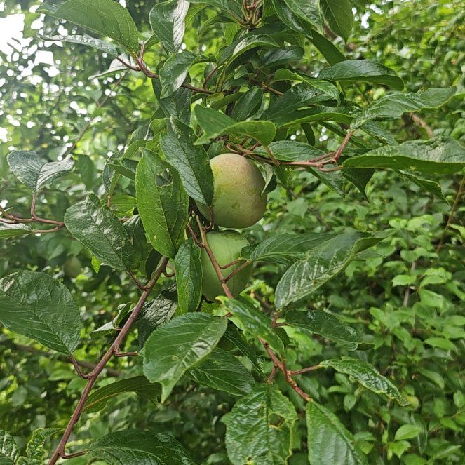 Photo of the plant species American Plum by @RichSedum0 named Marley on Greg, the plant care app