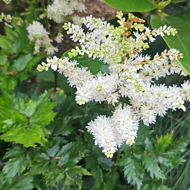 Photo of the plant species Black Baneberry by @RichSedum0 named Naomi on Greg, the plant care app