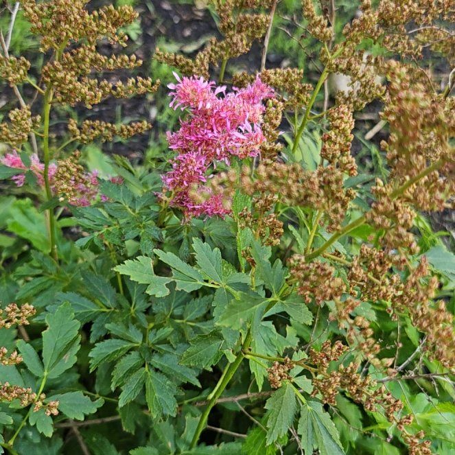 Photo of the plant species Queen of the Prairie by @RichSedum0 named Robert Plant on Greg, the plant care app