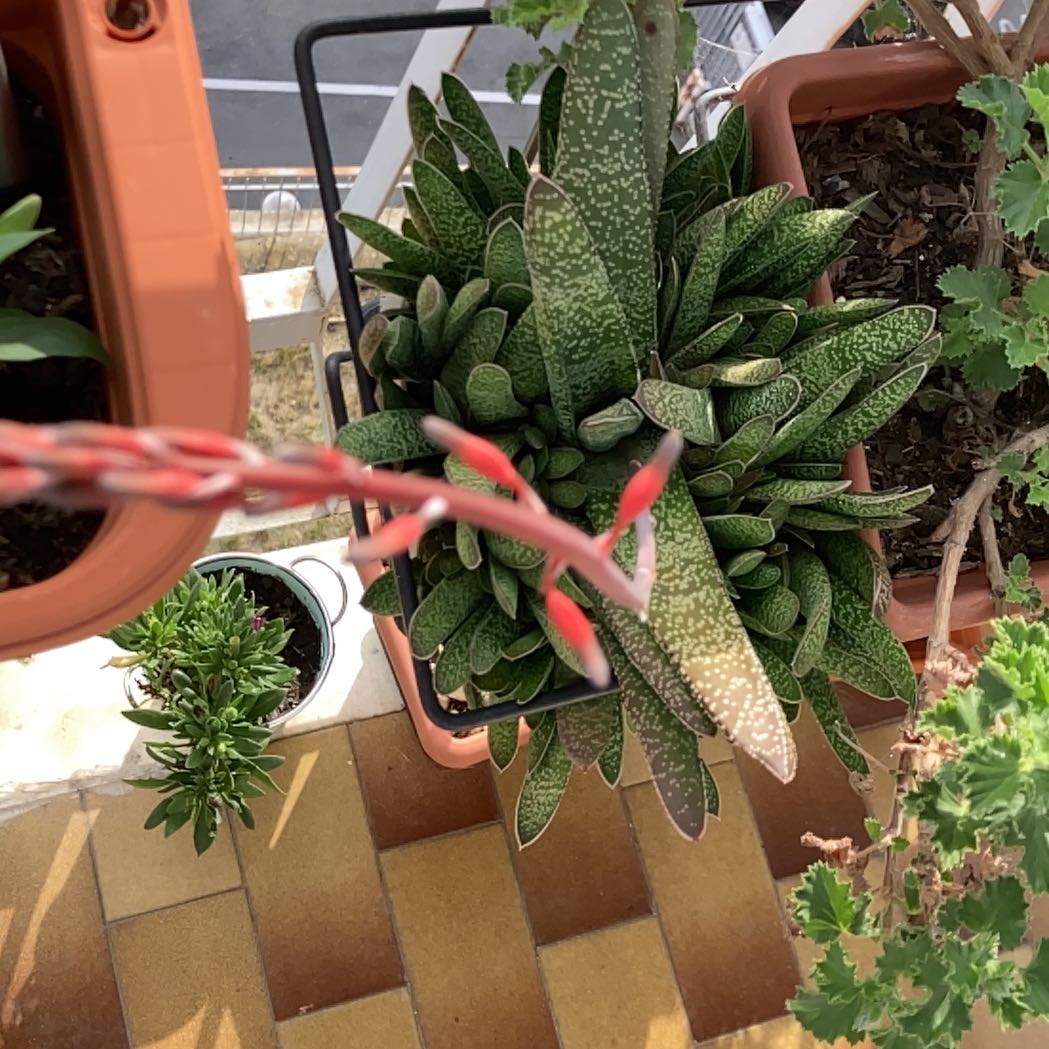 Photo of the plant species Lawyer's Tongue by @Gabriele7 named Gasteria on Greg, the plant care app