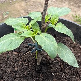 Photo of the plant species Tomatillo 'Tamayo' by @UnfailingPeony named da Vinci on Greg, the plant care app