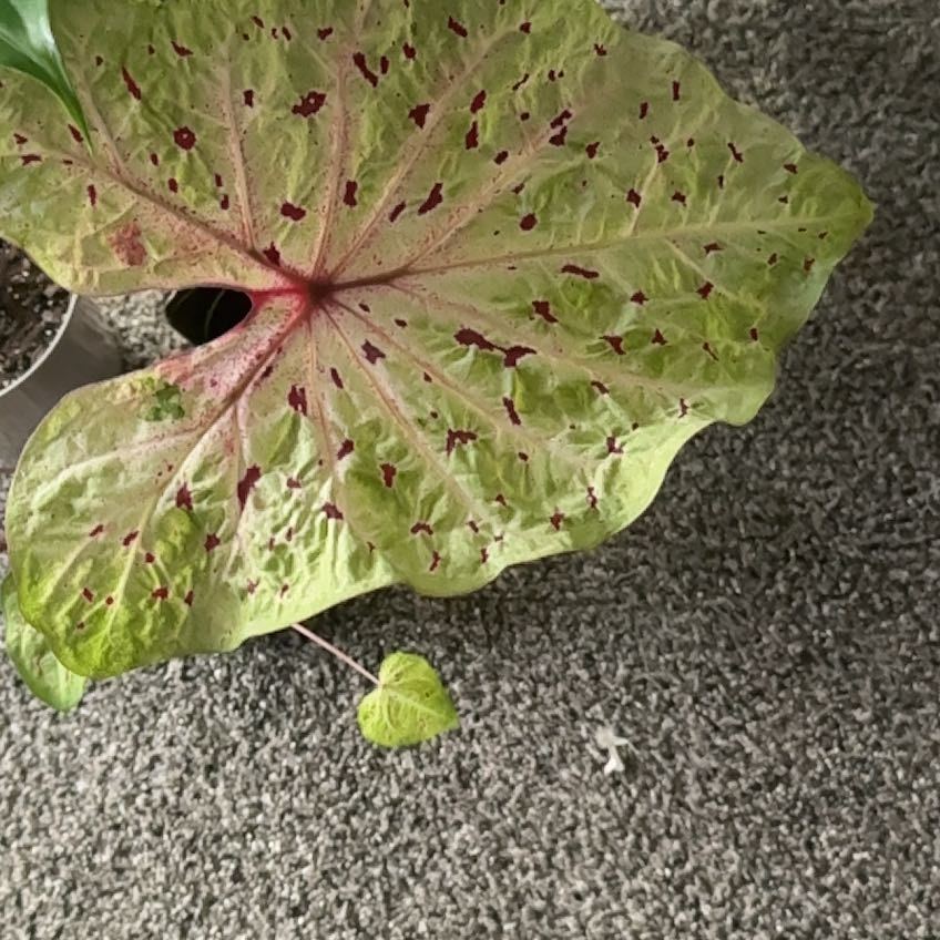 Photo of the plant species Caladium 'Miss Muffet' by @TheyCallMeL138 named Nithin on Greg, the plant care app