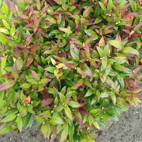 Photo of the plant species Leucothoe 'Little Flames' by @SturdyPuriri27 named Lola on Greg, the plant care app