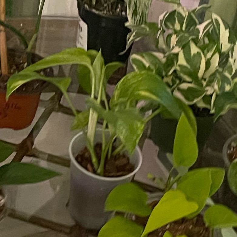 Photo of the plant species Neon Marble Pothos by @NoblyTagetes3 named Orlando Bloom on Greg, the plant care app