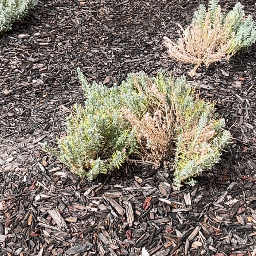 Photo of the plant species Sage Brush by @HeritrixOnion83 named Taylor Swift on Greg, the plant care app