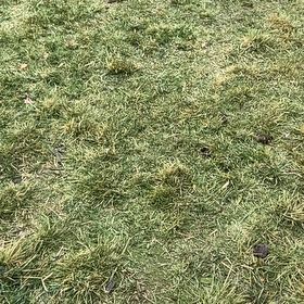 Photo of the plant species Smooth Meadowgrass by @HeritrixOnion83 named Wall-E on Greg, the plant care app