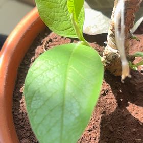 Photo of the plant species Champaca Magnolia by @ChosenKiekie80 named Muhammad Ali on Greg, the plant care app