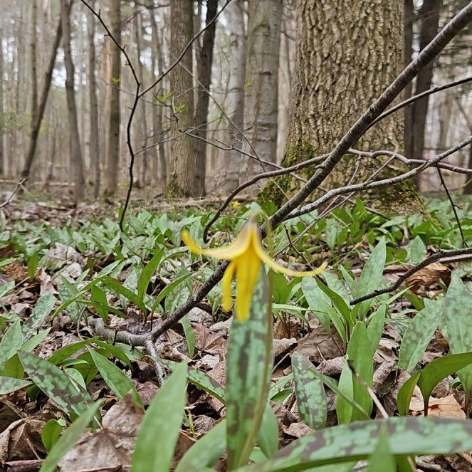 Photo of the plant species Amberbell by @GrandeeCodiaeum named Sproutacus on Greg, the plant care app