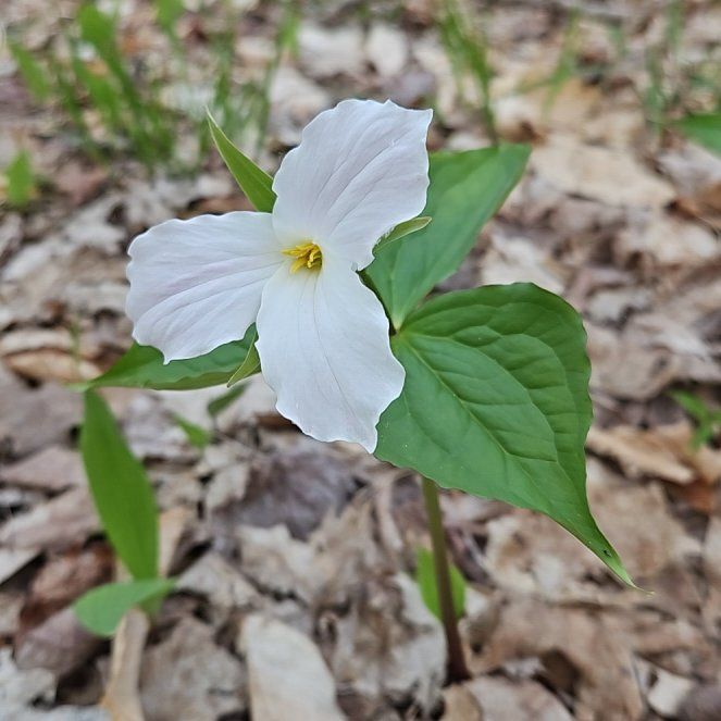 Photo of the plant species Great White Trillium by @GrandeeCodiaeum named Orlando Bloom on Greg, the plant care app