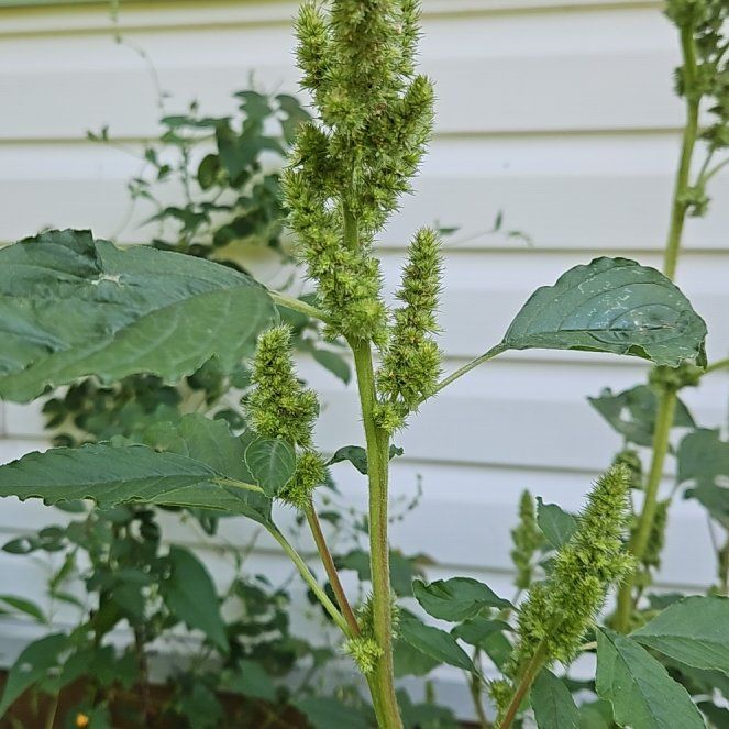 Photo of the plant species Careless Weed by @GrandeeCodiaeum named Forrest on Greg, the plant care app
