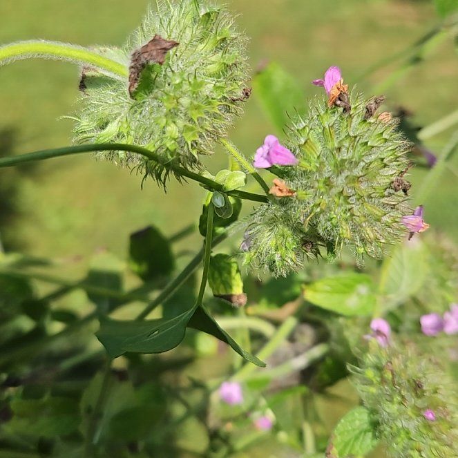 Photo of the plant species Wild Basil by @GrandeeCodiaeum named Mollie on Greg, the plant care app