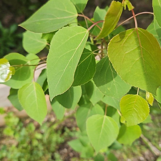 Photo of the plant species Popple by @GrandeeCodiaeum named Eva on Greg, the plant care app