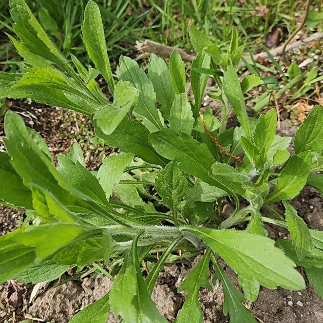 Photo of the plant species Daisy by @GrandeeCodiaeum named Orwell on Greg, the plant care app
