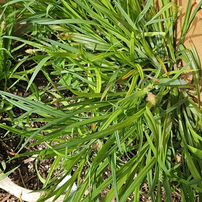 Photo of the plant species Goose Tongue by @GrandeeCodiaeum named Sanders on Greg, the plant care app