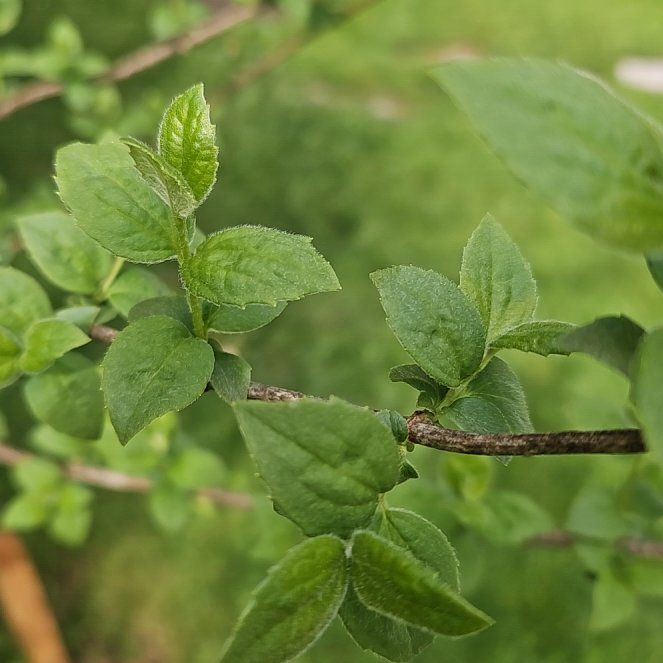 Photo of the plant species Wrinkleleaf Goldenrod by @GrandeeCodiaeum named Huckleberry Fern on Greg, the plant care app