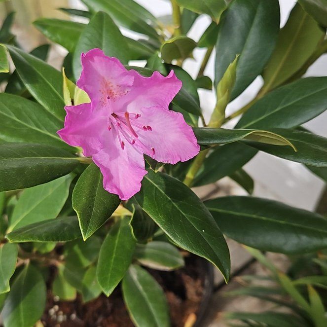Photo of the plant species Catawba Rhododendron by @GrandeeCodiaeum named James Dean on Greg, the plant care app