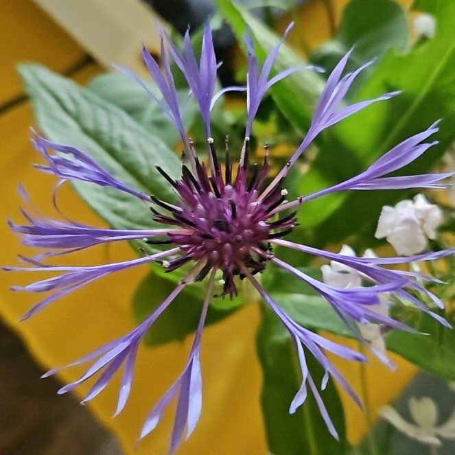Photo of the plant species Mountain Bluet by @GrandeeCodiaeum named Ronaldo on Greg, the plant care app