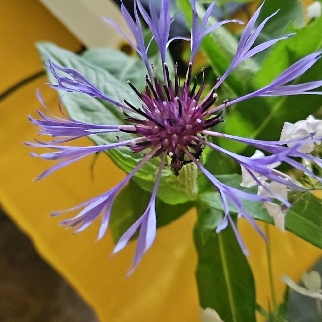 Photo of the plant species Mountain Bluet by @GrandeeCodiaeum named Marilyn on Greg, the plant care app