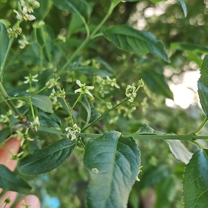 Photo of the plant species European Spindle by @GrandeeCodiaeum named Taylor Swift on Greg, the plant care app