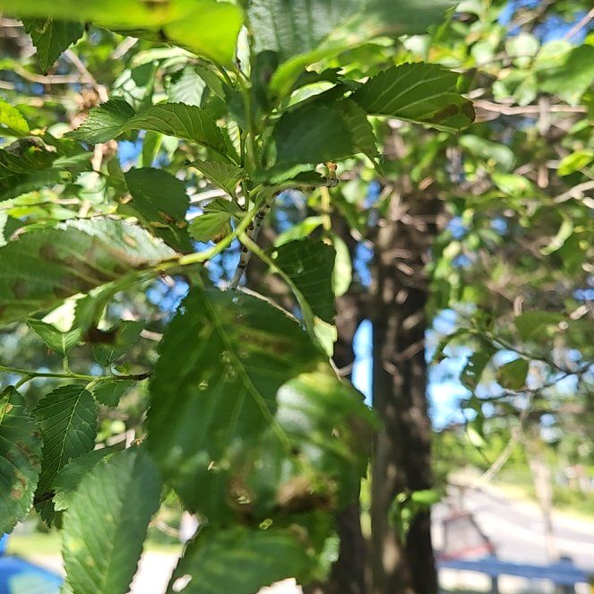 Photo of the plant species River Birch by @GrandeeCodiaeum named Terra on Greg, the plant care app