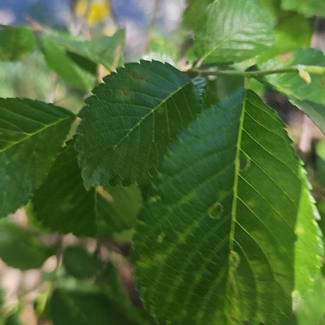 Photo of the plant species American Elm by @GrandeeCodiaeum named Beyonce on Greg, the plant care app
