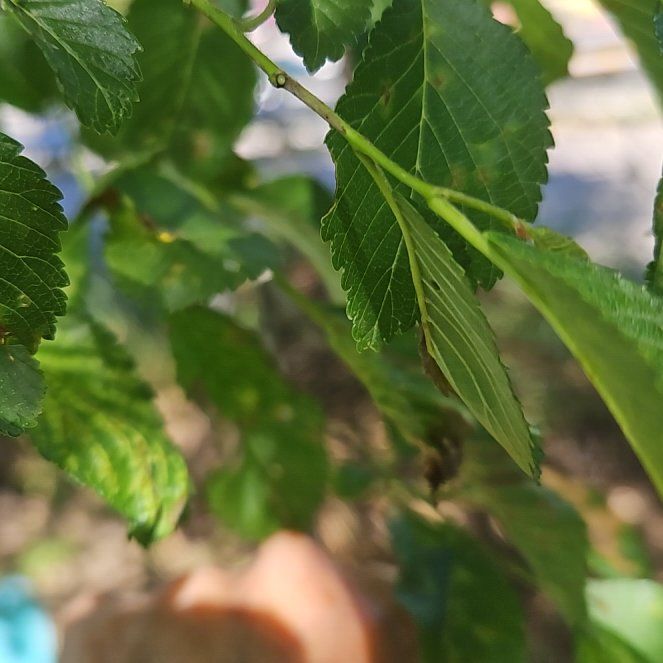 Photo of the plant species Siberian Elm by @GrandeeCodiaeum named Sol on Greg, the plant care app