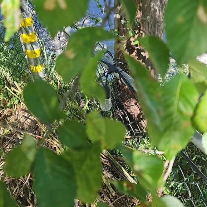 Photo of the plant species River Birch by @GrandeeCodiaeum named Kobe on Greg, the plant care app