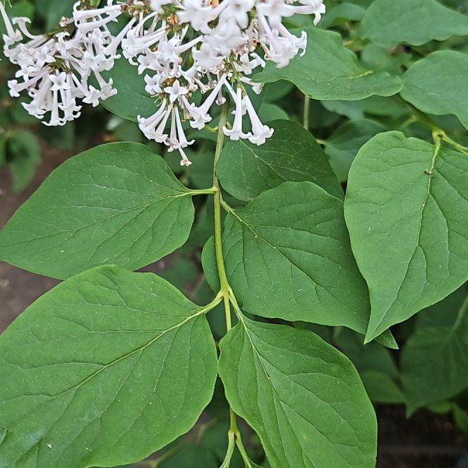 Photo of the plant species Japanese Tree Lilac by @GrandeeCodiaeum named Muhammad Ali on Greg, the plant care app