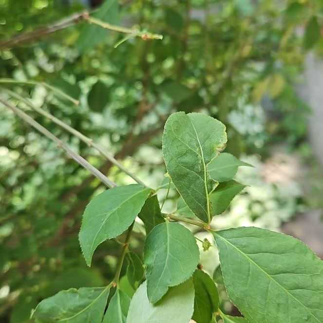 Photo of the plant species Winged Burning Bush by @GrandeeCodiaeum named Shakira on Greg, the plant care app