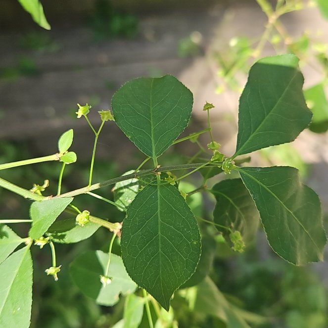 Photo of the plant species Grassleaf Spurge by @GrandeeCodiaeum named Harper on Greg, the plant care app