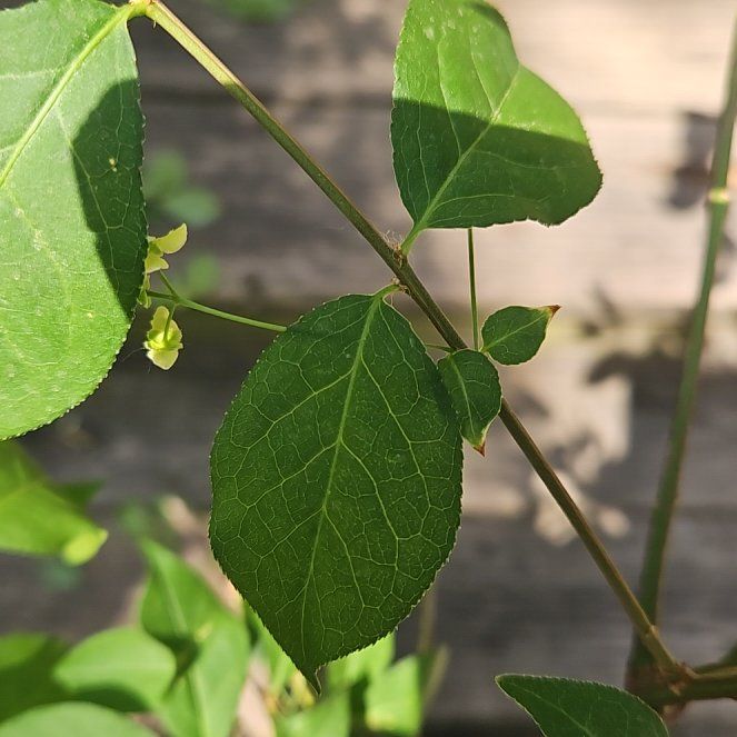 Photo of the plant species Grassleaf Spurge by @GrandeeCodiaeum named Sahara on Greg, the plant care app
