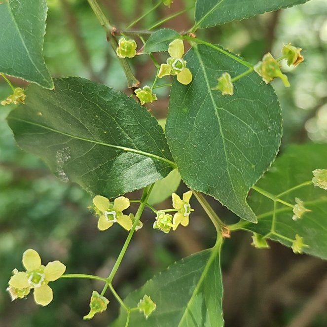 Photo of the plant species European Spindle by @GrandeeCodiaeum named Darwin on Greg, the plant care app