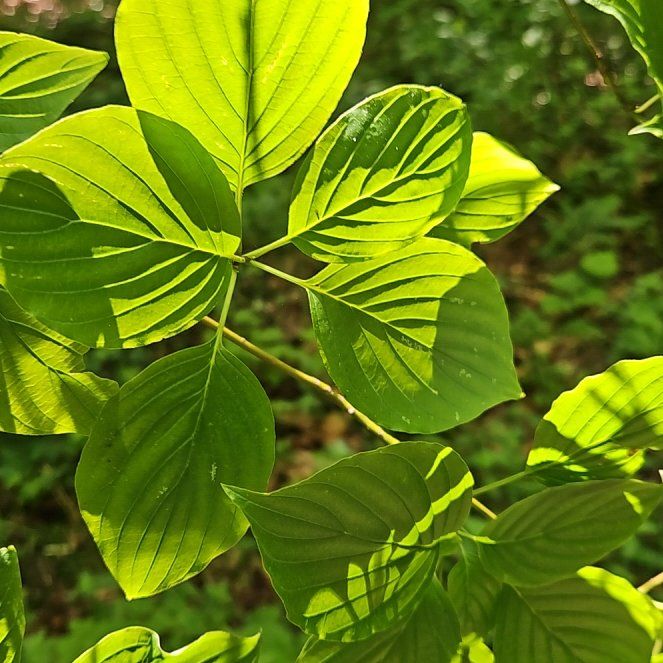Photo of the plant species Mexican Flowering Dogwood by @GrandeeCodiaeum named Dax on Greg, the plant care app