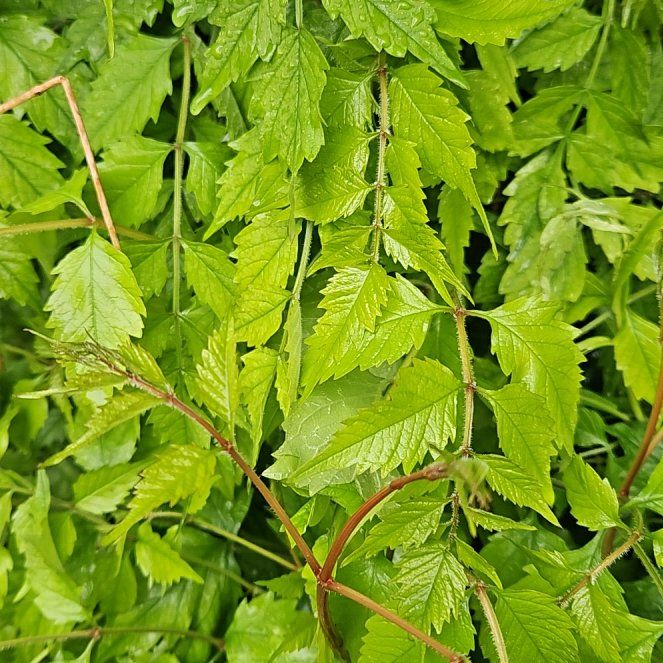 Photo of the plant species Trumpet Creeper by @GrandeeCodiaeum named Mochi on Greg, the plant care app