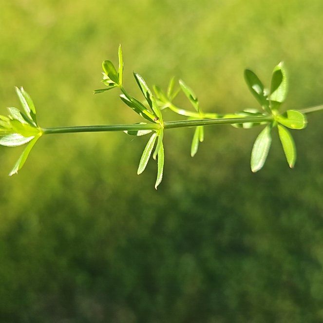 Photo of the plant species False Mermaidweed by @GrandeeCodiaeum named McKinley on Greg, the plant care app