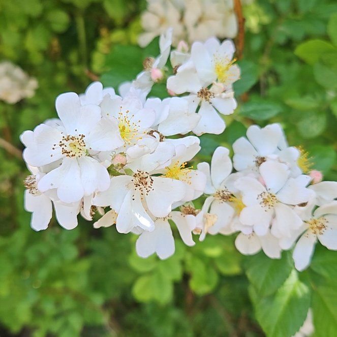 Photo of the plant species Multiflora Rose by @GrandeeCodiaeum named Zeus on Greg, the plant care app