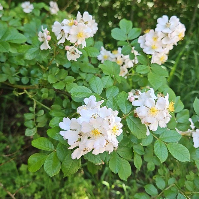 Photo of the plant species Multiflora Rose by @GrandeeCodiaeum named Curie on Greg, the plant care app